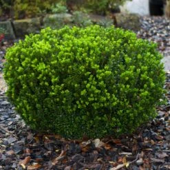 Baby Gem™ Boxwood Shrub 11 Baby Gem™ Boxwood Shrub -Flowering Trees Sales Baby Gem 1