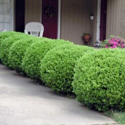 Baby Gem™ Boxwood Shrub 9 Baby Gem™ Boxwood Shrub -Flowering Trees Sales Baby Gem 2