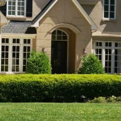 Baby Gem™ Boxwood Shrub 8 Baby Gem™ Boxwood Shrub -Flowering Trees Sales Baby Gem 4