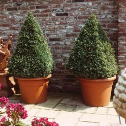 Baby Gem™ Boxwood Shrub 10 Baby Gem™ Boxwood Shrub -Flowering Trees Sales Baby Gem 6