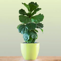 New Apartment House Plant Kit 10 New Apartment House Plant Kit -Flowering Trees Sales Bambino FIddleLeafFIg 1 FGT bd3dd921 c687 4854 8196 8b43f064984d