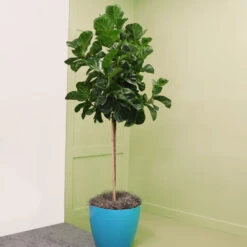 Bambino Fiddle Leaf Fig -Flowering Trees Sales Bambino FIddleLeafFIg 6