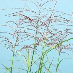 Miscanthus Bandwidth (Chinese Silver Grass) 8 Miscanthus Bandwidth (Chinese Silver Grass) -Flowering Trees Sales Bandwidth Maiden Grass 2