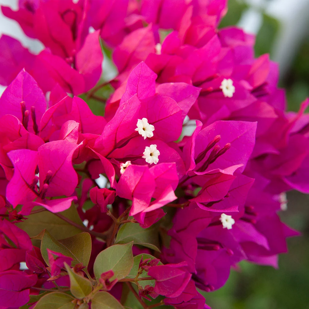 Barbara Karst Bougainvillea 2 Barbara Karst Bougainvillea - Image 2