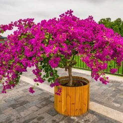 Barbara Karst Bougainvillea 18 Barbara Karst Bougainvillea -Flowering Trees Sales Barbera Karst Bougainvillea 5 f4868c53 9510 4e18 9d90 9065f6de5bb5