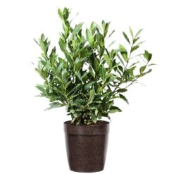 Bay Laurel 14 Bay Laurel -Flowering Trees Sales Bay Laurel 3G Delilah Brown pot