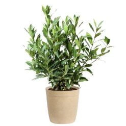 Bay Laurel 15 Bay Laurel -Flowering Trees Sales Bay Laurel 3G Delilah Tan pot
