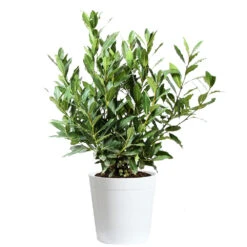 Bay Laurel 17 Bay Laurel -Flowering Trees Sales Bay Laurel 3G Delilah White pot