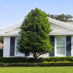 Bay Laurel - USDA Organic 7 Bay Laurel - USDA Organic -Flowering Trees Sales Bay Laurel Shrub FGT 4