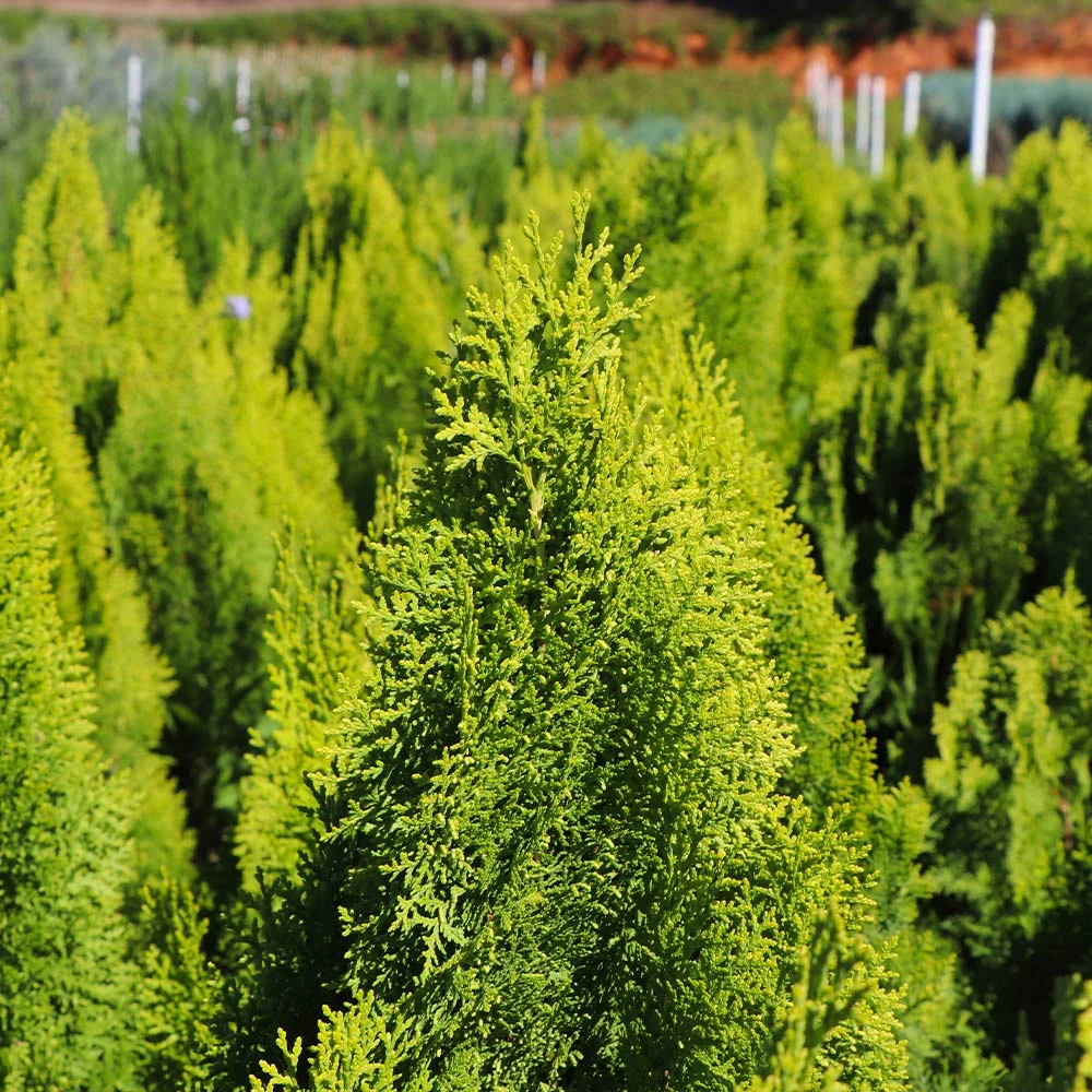 Berckman's Gold Arborvitae 5 Berckman's Gold Arborvitae - Image 5
