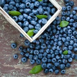 Biloxi Blueberry Bush 5 Biloxi Blueberry Bush -Flowering Trees Sales Biloxi Blueberry 1