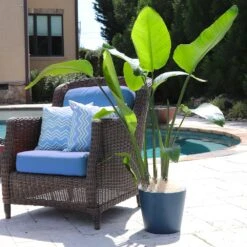 Bird Of Paradise - Orange 10 Bird Of Paradise - Orange -Flowering Trees Sales Bird of Paradise 5 FGT