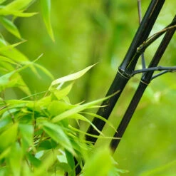 Black Bamboo 10 Black Bamboo -Flowering Trees Sales Black Bamboo 1 FGT