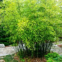 Black Bamboo 9 Black Bamboo -Flowering Trees Sales Black Bamboo 3 FGT