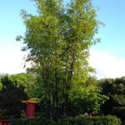 Black Bamboo 11 Black Bamboo -Flowering Trees Sales Black Bamboo 5