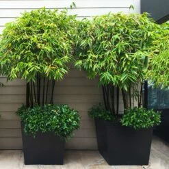 Black Bamboo 8 Black Bamboo -Flowering Trees Sales Black Bamboo 7