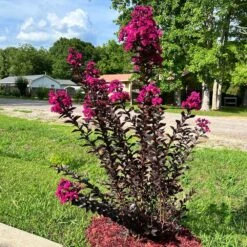 Black Diamond® Crape Myrtle - Mystic Magenta™ 7 Black Diamond® Crape Myrtle - Mystic Magenta™ -Flowering Trees Sales Black Diamon Magestic magenta Crape Myrtle31