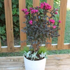 Black Diamond® Crape Myrtle - Mystic Magenta™ 6 Black Diamond® Crape Myrtle - Mystic Magenta™ -Flowering Trees Sales Black Diamon Magestic magenta Crape Myrtle 1