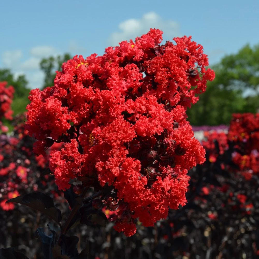 Black Diamond® Crape Myrtle - Best Red™ 3 Black Diamond® Crape Myrtle - Best Red™ - Image 3