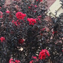 Black Diamond® Crape Myrtle - Best Red™ 9 Black Diamond® Crape Myrtle - Best Red™ -Flowering Trees Sales Black Diamond Crape Myrtle 6 FGT