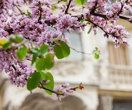 Black Pearl™ Redbud Tree 2 Black Pearl™ Redbud Tree - Image 2