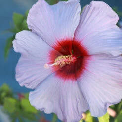 Summer Spice® Hardy Hibiscus Bleu Brulee™ 5 Summer Spice® Hardy Hibiscus Bleu Brulee™ -Flowering Trees Sales Bleu Brulee Hibiscus 1