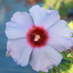Summer Spiceยฎ Hardy Hibiscus Bleu Bruleeโข