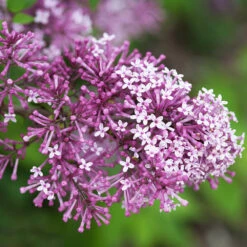 Bloomerang® Lilac Tree 6 Bloomerang® Lilac Tree -Flowering Trees Sales Bloomerang Lilac Shrub 5 FGT 0736f998 d271 49c8 b6f9 c5a804ca9df7
