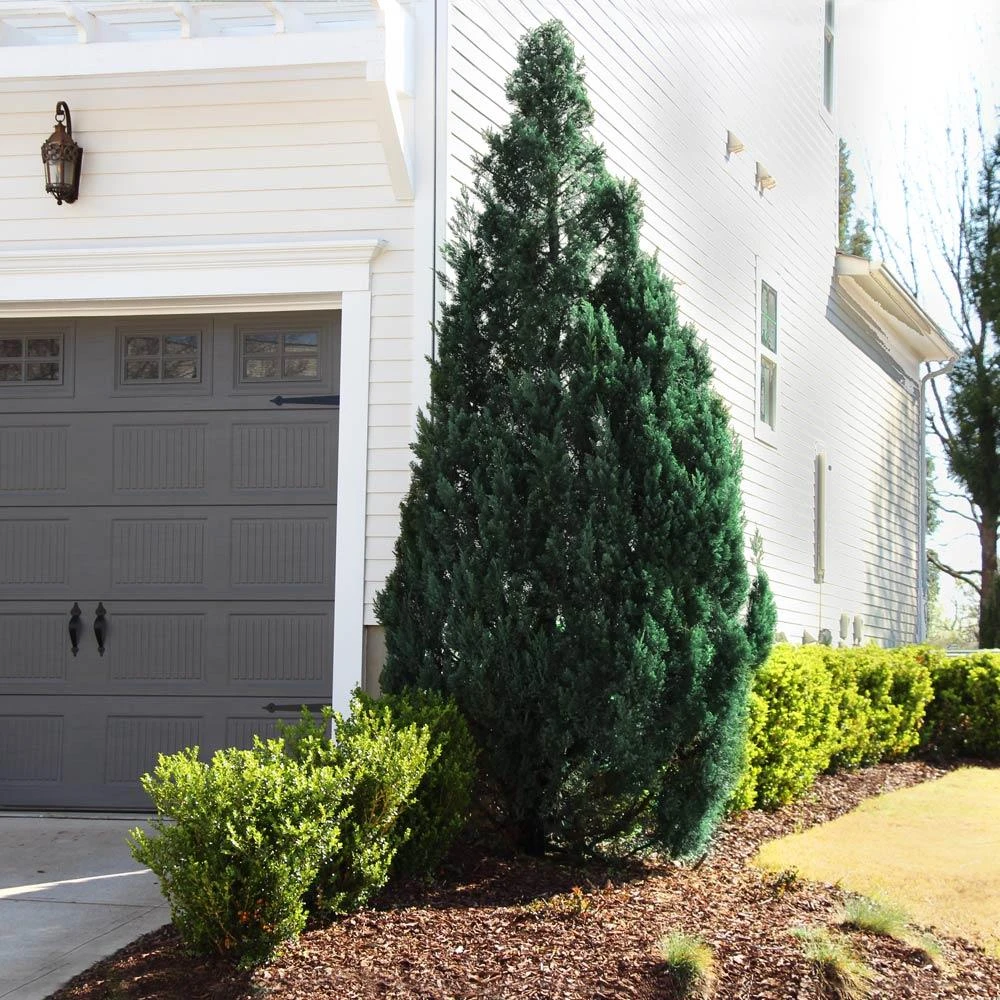 Blue Point Juniper 2 Blue Point Juniper - Image 2