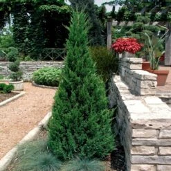 Blue Point Juniper 6 Blue Point Juniper -Flowering Trees Sales Blue Point Juniper 2