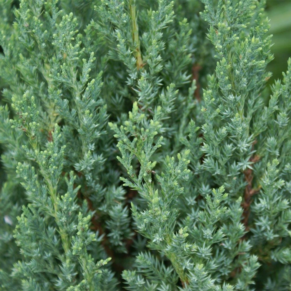 Blue Point Juniper 4 Blue Point Juniper - Image 4