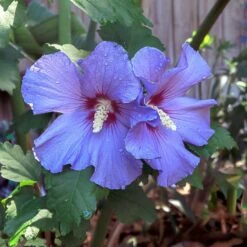 Azurri Blue Satin® Rose Of Sharon Althea Tree -Flowering Trees Sales Blue Satin Rose Of Sharon Tree 2