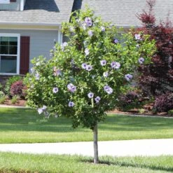 Azurri Blue Satin® Rose Of Sharon Althea Tree -Flowering Trees Sales Blue Satin Rose Of Sharon Tree 3