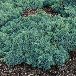 Blue Star Juniper Shrub -Flowering Trees Sales Blue Star Juniper 4
