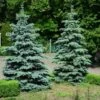 Blue Wonder Spruce Tree