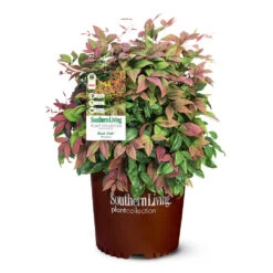 Blush Pink™ Nandina Shrub 11 Blush Pink™ Nandina Shrub -Flowering Trees Sales Blush Pink Nandina 6