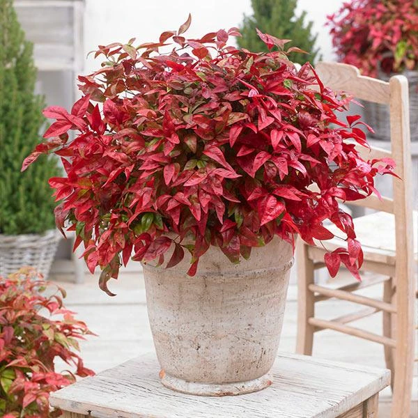Blush Pink™ Nandina Shrub 1 Blush Pink™ Nandina Shrub