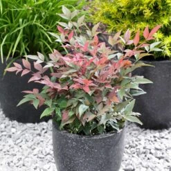 Blush Pink™ Nandina Shrub 9 Blush Pink™ Nandina Shrub -Flowering Trees Sales Blush Pink Nandina FGT 5