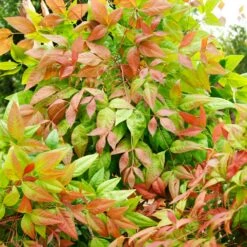 Blush Pink™ Nandina Shrub 12 Blush Pink™ Nandina Shrub -Flowering Trees Sales Blush Pink Nandina FGT 6