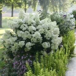 Bobo® Hydrangea Shrub -Flowering Trees Sales Bobo Hyrangea 2 FGT