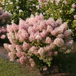Bobo® Hydrangea Shrub -Flowering Trees Sales Bobo Hyrangea 4 FGT