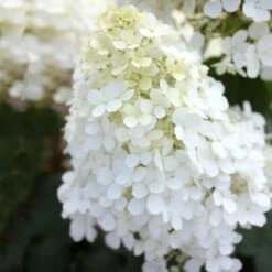 Bobo® Hydrangea Shrub -Flowering Trees Sales Bobo Hyrangea 5
