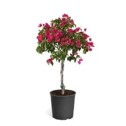 Barbara Karst Bougainvillea 21 Barbara Karst Bougainvillea -Flowering Trees Sales Bougainvillea Barbera Karst Tree 46e6ff16 c20a 427c 82cd c6d7d103fd68