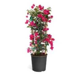 Barbara Karst Bougainvillea 20 Barbara Karst Bougainvillea -Flowering Trees Sales Bougainvillea Barbera Karst Trellis c50b3fdc 836a 4431 b642 46324d3f2616