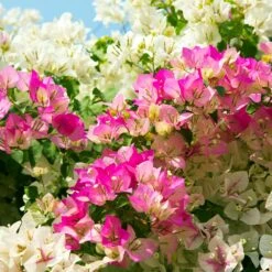 Bi-Color Bougainvillea Tree 5 Bi-Color Bougainvillea Tree -Flowering Trees Sales Bougainvillea Braided 1