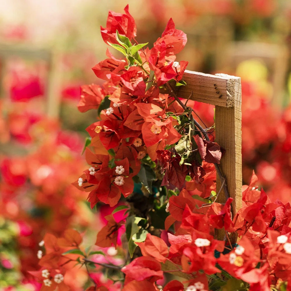 Sundown Orange Bougainvillea 4 Sundown Orange Bougainvillea - Image 4