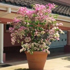 Thai Delight Bougainvillea 10 Thai Delight Bougainvillea -Flowering Trees Sales Bougainvillea Thai 3