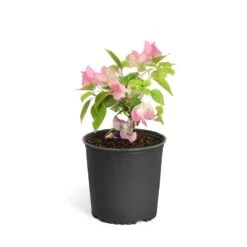 Thai Delight Bougainvillea 13 Thai Delight Bougainvillea -Flowering Trees Sales Bougainvillea Thai 6inch 2b64339f 3e7d 4698 81c3 7b79fad40cd5