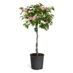 Thai Delight Bougainvillea 12 Thai Delight Bougainvillea -Flowering Trees Sales Bougainvillea Thai tree