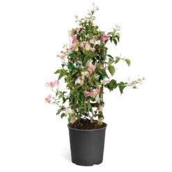Thai Delight Bougainvillea 11 Thai Delight Bougainvillea -Flowering Trees Sales Bougainvillea Thai trellis